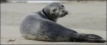 Quel est ce pinnipde ?