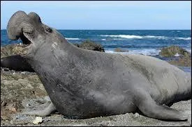 Quel est ce pinnipde ?