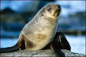 Quel est ce pinnipde ?