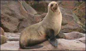 Quel est ce pinnipde ?