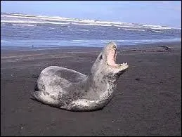 Quel est ce pinnipde ?