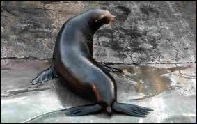Quiz Animaux