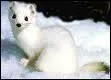 Quel est ce mustlid qui change de pelage en hiver pour devenir blanc ?
