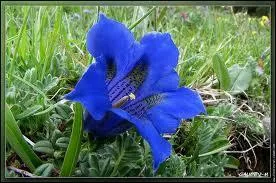 A quelle poque de l'anne pousse cette fleur de montagne ?