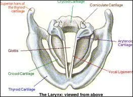 Dans le larynx, on trouve des membranes, mais comment sont-elles nommes ?