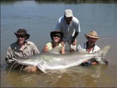 Et en Guyane vous pourrez galement pcher ce poisson !
