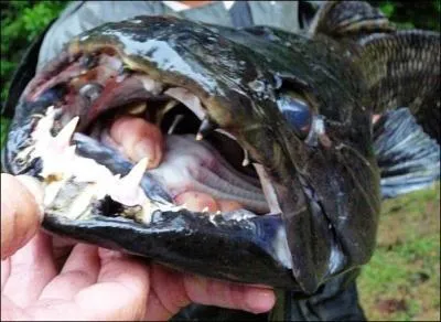 Pour terminer, voici le poisson de sport d'eau douce le plus recherch en Guyane, attention a mord, et pas qu'un peu !