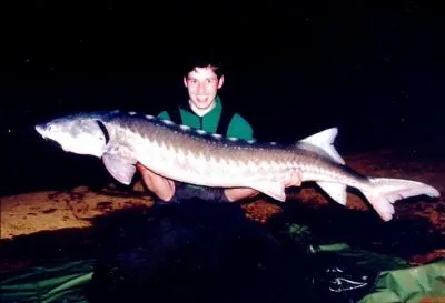 Aprs avoir presque disparu de nos rivires, il revient, discrtement, certains lacs commencent  avoir une belle population !