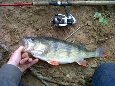 On lui a donn un surnom, la belle zbre, certaines atteignent plusieurs kilogrammes !