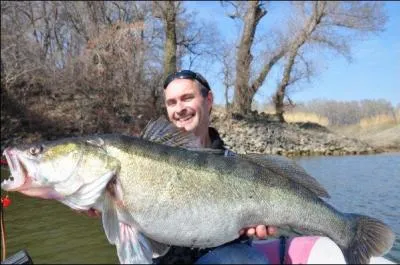 Ce poisson par contre, est non seulement recherch pour la finesse de sa touche, mais aussi pour celle de sa chair !