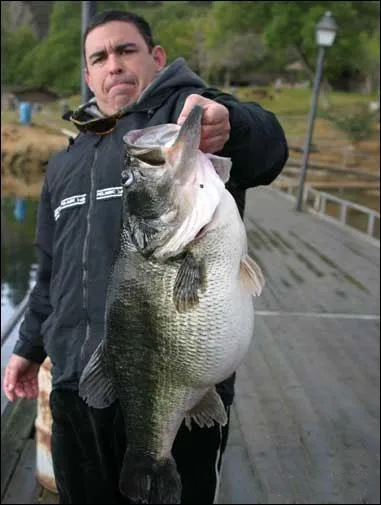 Ce poisson est recherch pour sa combativit, et les chandelles incroyables qu'il peut faire au-dessus de l'eau !