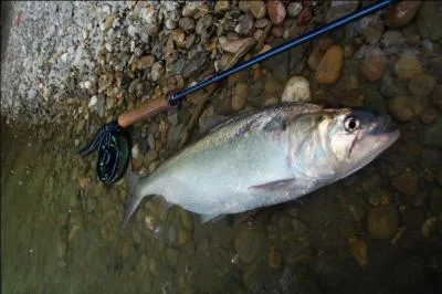 Ce poisson vit en mer mais se reproduit en eau douce, il ne mord que sur ses places de frayre, et si vous pensez tre seul  le pcher  ces endroits, vous rvez !