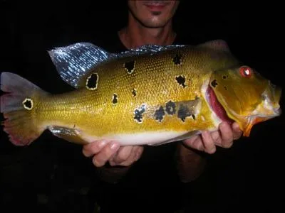 La Guyane tant un dpartement franais, vous pourrez, en cherchant bien dans quelques rares rivires, pcher ce magnifique poisson, cousin du black-bass !