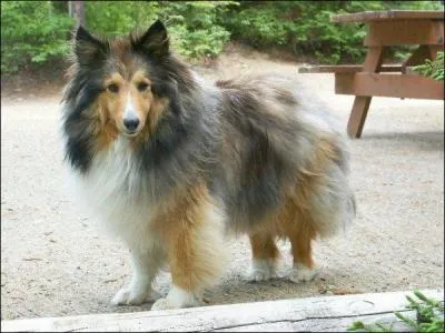 Quelle est la race de chien ?