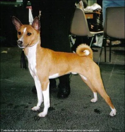 Quelle est la race de chien ?