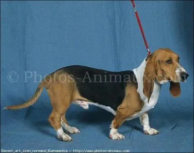 Quelle est la race de chien ?