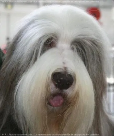 Quelle est la race de chien ?