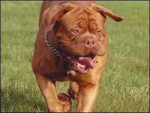 Quelle est la race de chien ?