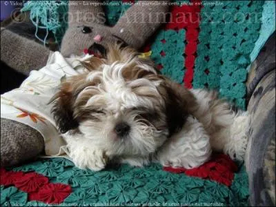 Quelle est la race de chien ?