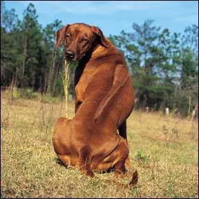 Quelle est la race de chien ?