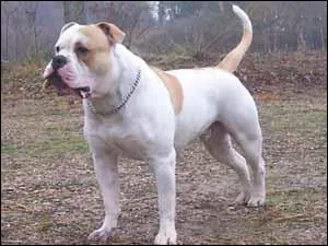 Quelle est la race de chien ?