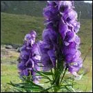 Comment s'appelle la plante qui tue les loups ?