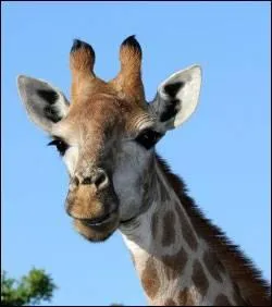 Quelle est la capitale du Zimbabwe ?