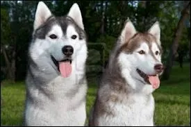 Quelle est la race de ce chien ?