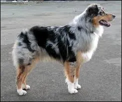 Quelle est la race de ce chien ?