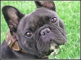 Quelle est la race de ce chien ?