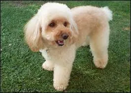 Quelle est la race de ce chien ?