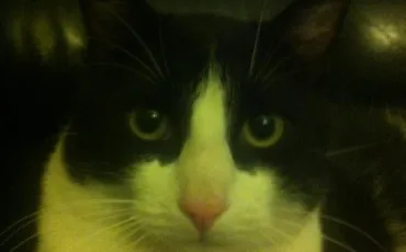 Quiz Felins