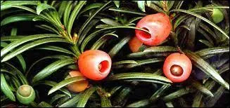 L'if est ... pour un cheval.