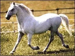 Quelle est la couleur de ce cheval ?