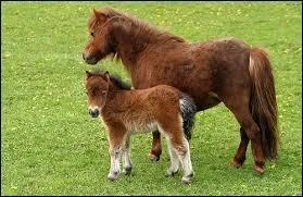 Laquelle de ces races de chevaux n'existe pas ?