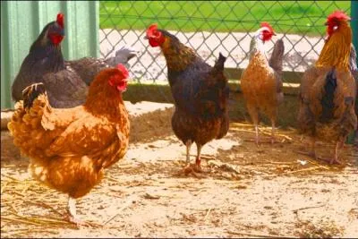 Grill ou  la broche, avec ou sans frites,  consommer sans modration !