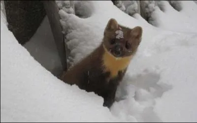 Attention, le titre de ce film est bourr de piges !