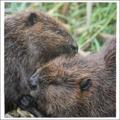 Ce couple d'animaux aidera deux soeurs et deux frres dans leur lutte contre une sorcire blanche au coeur noir !
