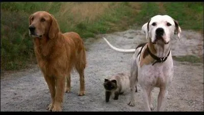 Vous aimez le trekking ? Et bien eux aussi !