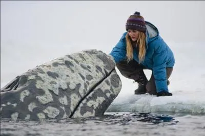 Elles sont trois  tre prisonnires de la glace, mais tout le monde va se mobiliser pour leur creuser un passage jusqu' la mer, et a croyez-moi, c'est un scoop !