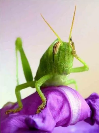 Si vous trouvez la rponse, il vous tire son chapeau, sinon ne prtendez pas le contraire, votre nez peut s'allonger !