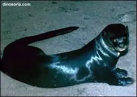 C'est le plus grand des mustlids par sa longueur.