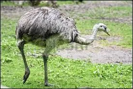 Il ressemble beaucoup  l'autruche.