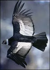 Il est l'oiseau ayant la plus grande envergure.