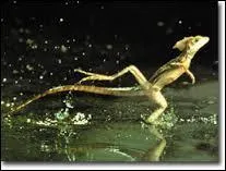 Ce lzard a la particularit de courir sur l'eau.