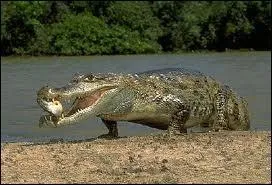 Ce crocodile mange reptiles, poissons et oiseaux.
