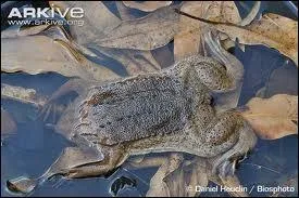 Ce crapaud est bien adapt  la vie dans les eaux calmes et boueuses o il vit en permanence. 
