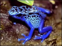 Un seul contact avec cette grenouille et c'est la mort assure.