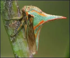 L'peron caractristique sur le dos de cet insecte est si acr et dur qu'il peut percer une semelle de chaussure et infliger une blessure au pied d'un marcheur inattentif.