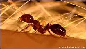 Cette espce de fourmis est munie d'un dard venimeux, sa piqre est extrmement douloureuse.